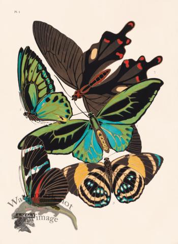Seguy Butterfly 01